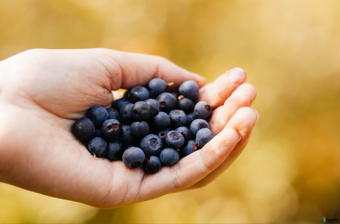 healthy brain foods for children like blueberry