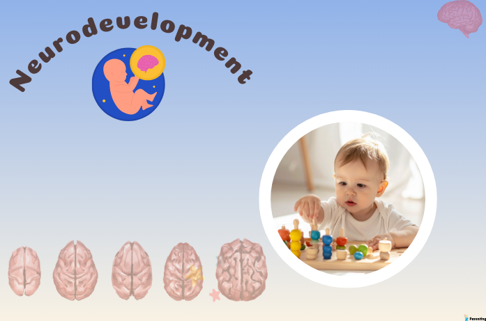 Neurodevelopment explained for parents showing early child brain development